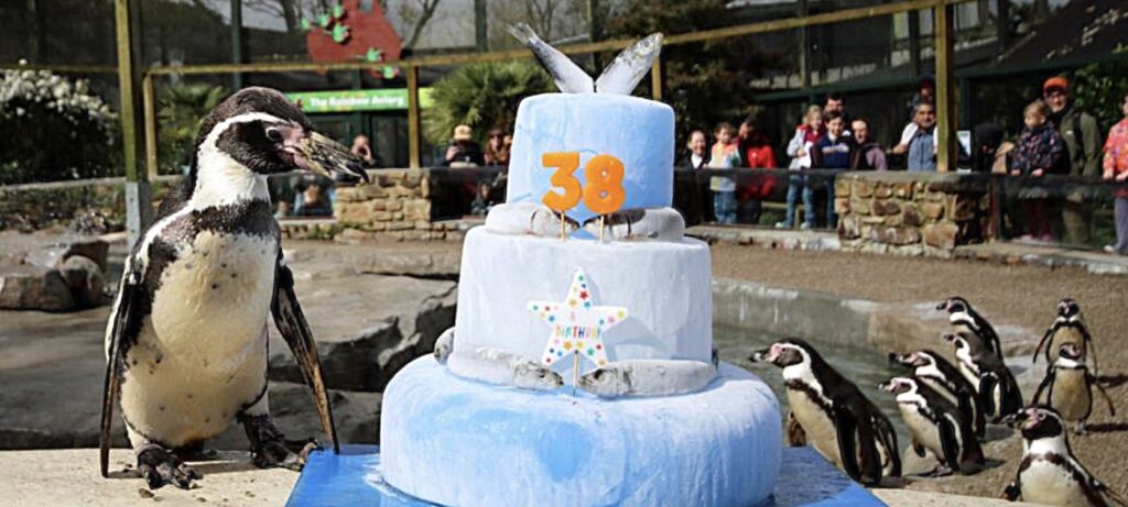 Spneb the Humboldt penguin has turned 38, making her the world's oldest of her kind, celebrating at a Cornwall wildlife sanctuary with an ice cake loaded with Cornish sardines.