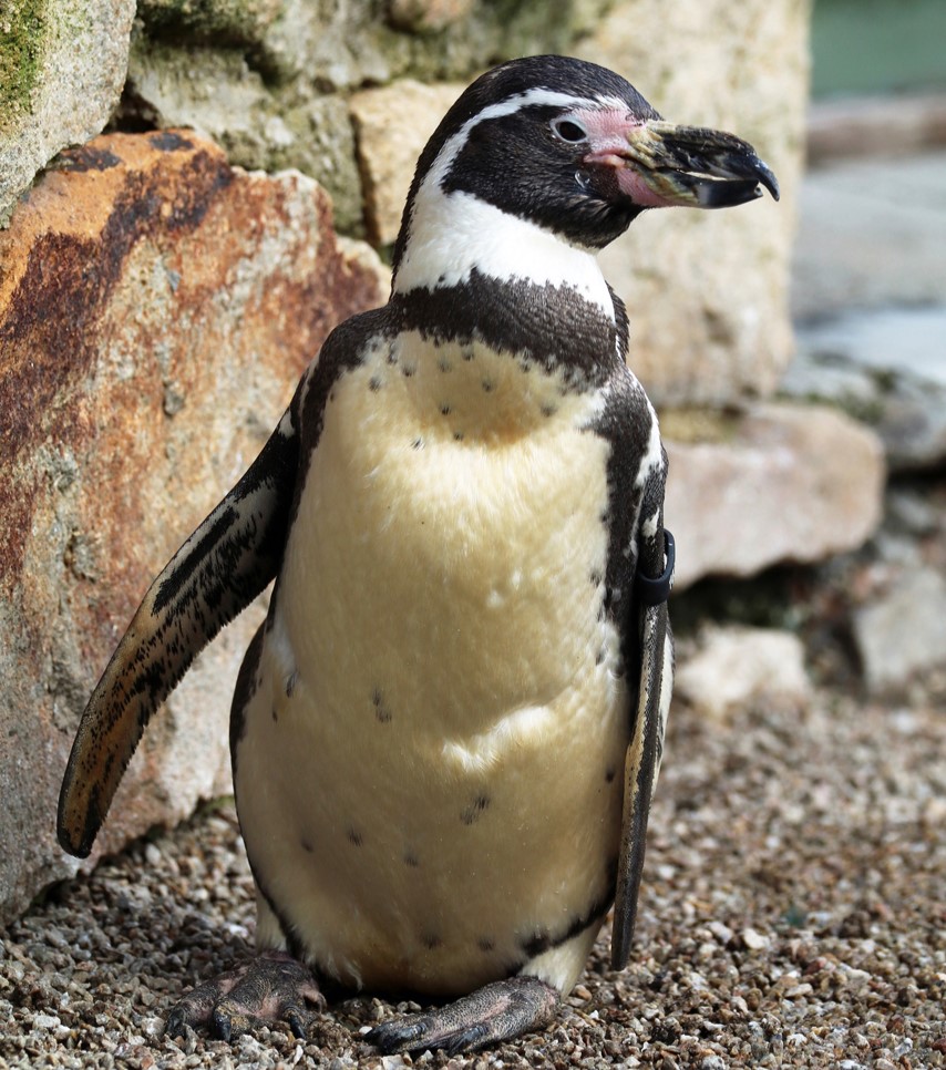 Spneb the Humboldt penguin has turned 38, making her the world's oldest of her kind, celebrating at a Cornwall wildlife sanctuary with an ice cake loaded with Cornish sardines.