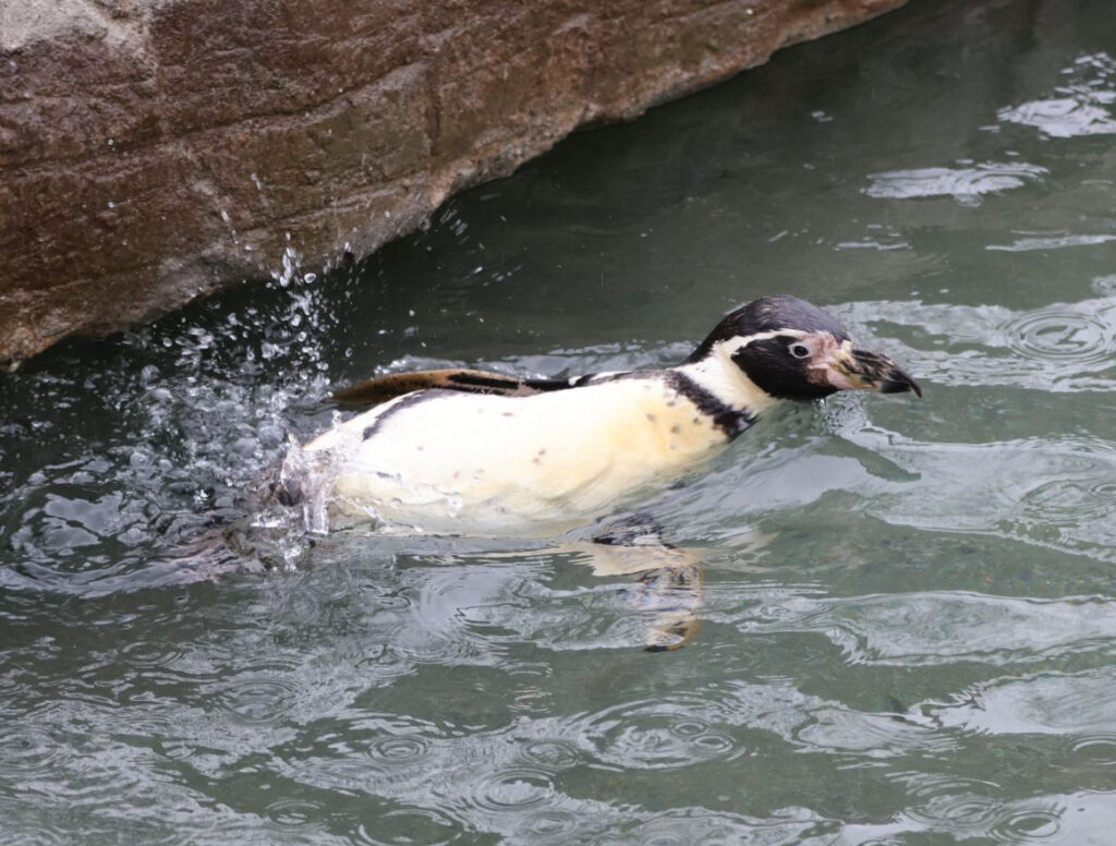 Spneb the Humboldt penguin has turned 38, making her the world's oldest of her kind, celebrating at a Cornwall wildlife sanctuary with an ice cake loaded with Cornish sardines.