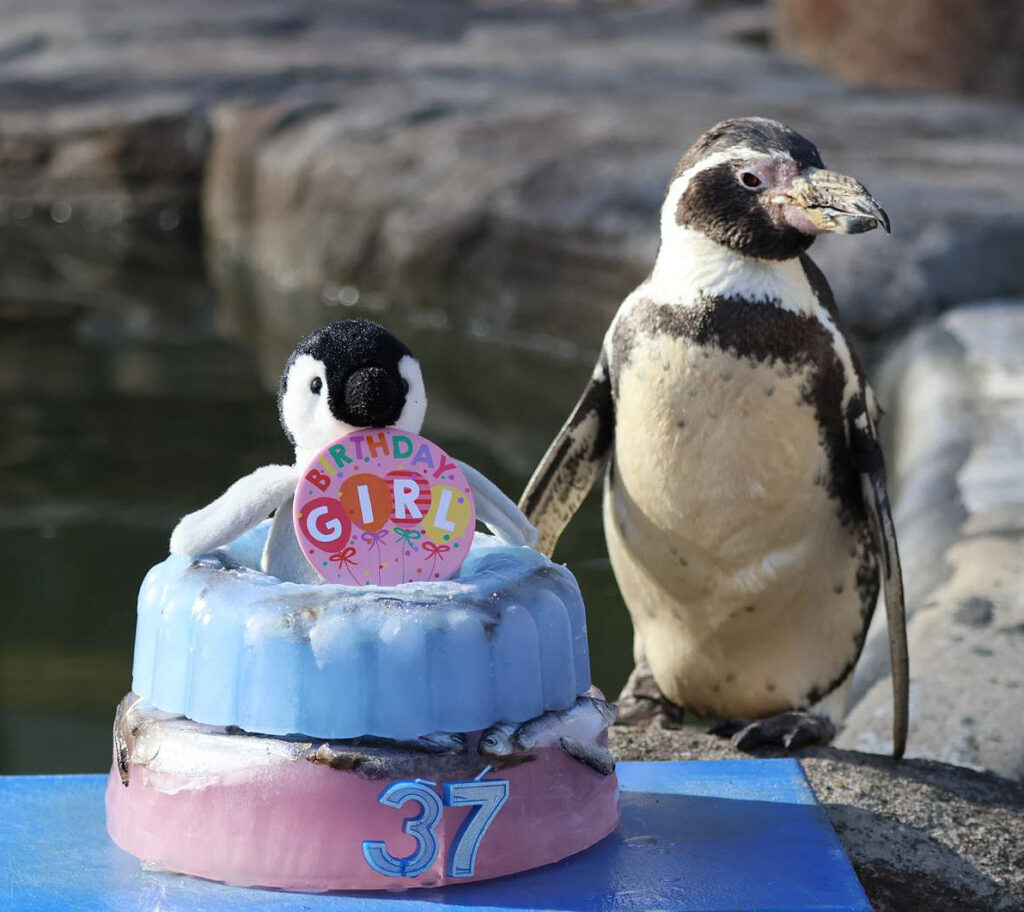 Spneb the Humboldt penguin has turned 38, making her the world's oldest of her kind, celebrating at a Cornwall wildlife sanctuary with an ice cake loaded with Cornish sardines.