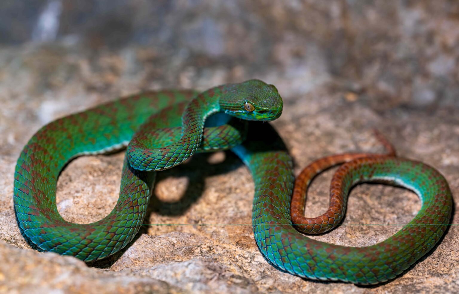Snake In Blue STRIKING blue snake among 11 new species found by scientists - What's ...