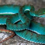 A vivid blue pit viper leads 11 new species discovered in Cambodia's remote Battambang caves, revealing a treasure trove of life found nowhere else on Earth.