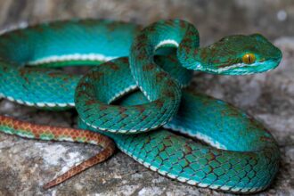 A vivid blue pit viper leads 11 new species discovered in Cambodia's remote Battambang caves, revealing a treasure trove of life found nowhere else on Earth.