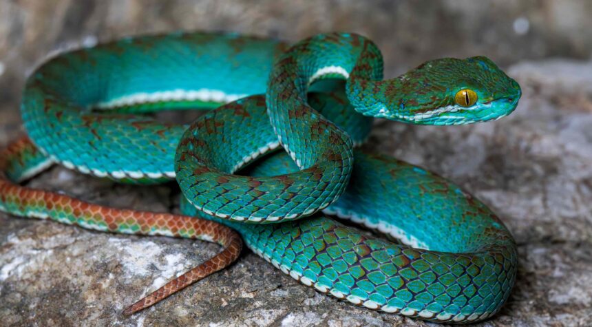 A vivid blue pit viper leads 11 new species discovered in Cambodia's remote Battambang caves, revealing a treasure trove of life found nowhere else on Earth.