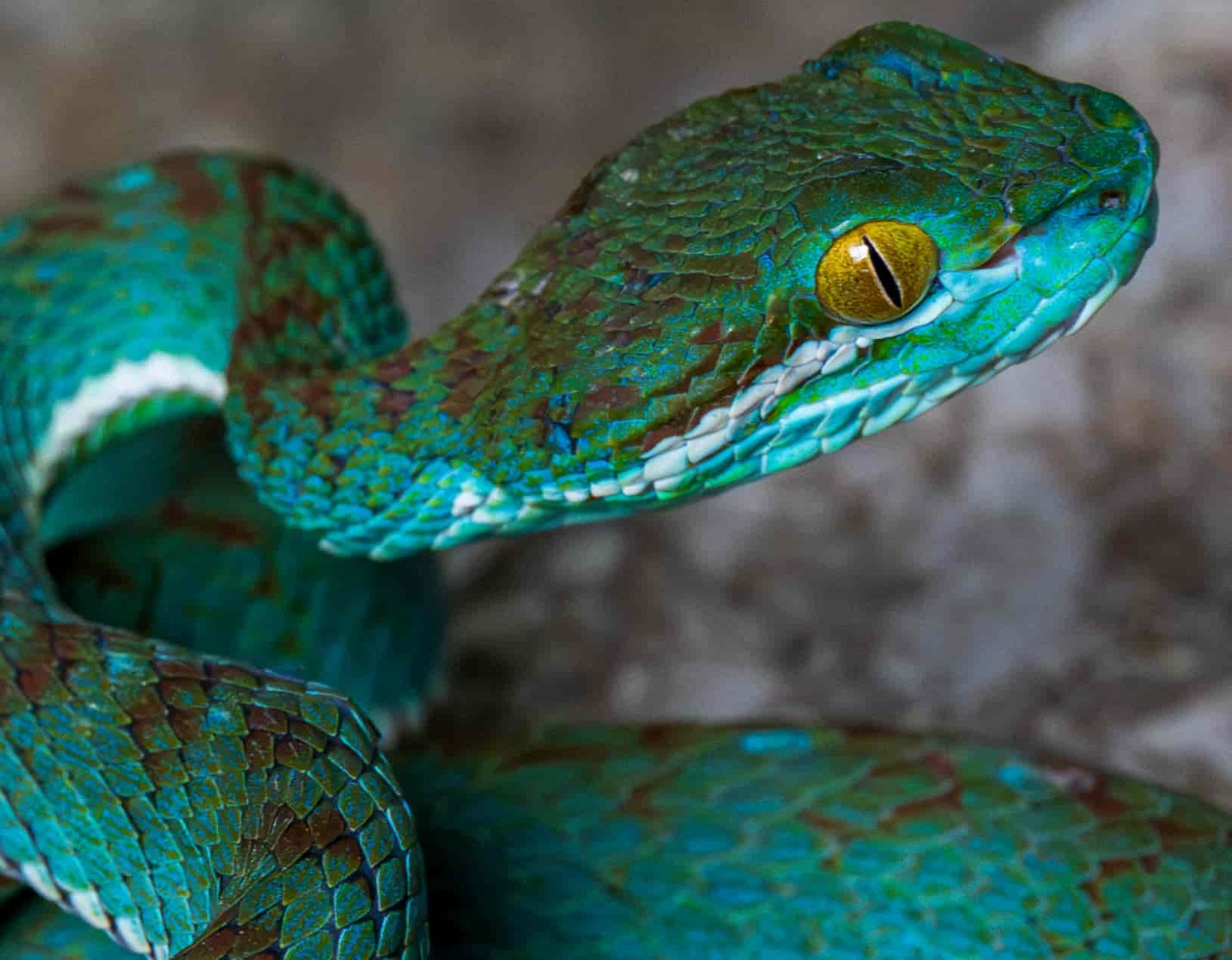 Snake In Blue STRIKING blue snake among 11 new species found by scientists - What's ...