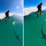 Stunned surfer films himself riding a massive wave with a huge 8ft hammerhead shark lurking just beneath him - and his face says it all when he spots the shadowy beast.