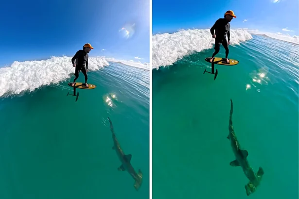 Stunned surfer films himself riding a massive wave with a huge 8ft hammerhead shark lurking just beneath him - and his face says it all when he spots the shadowy beast.