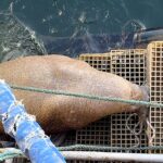 A wandering Arctic walrus nicknamed Magnus caused excitement after hauling itself onto harbour steps in Aberdeenshire, having already visited Orkney and Lossiemouth on his Scottish tour.