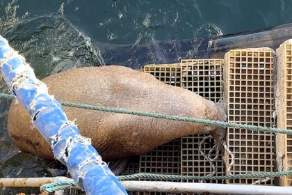 A wandering Arctic walrus nicknamed Magnus caused excitement after hauling itself onto harbour steps in Aberdeenshire, having already visited Orkney and Lossiemouth on his Scottish tour.