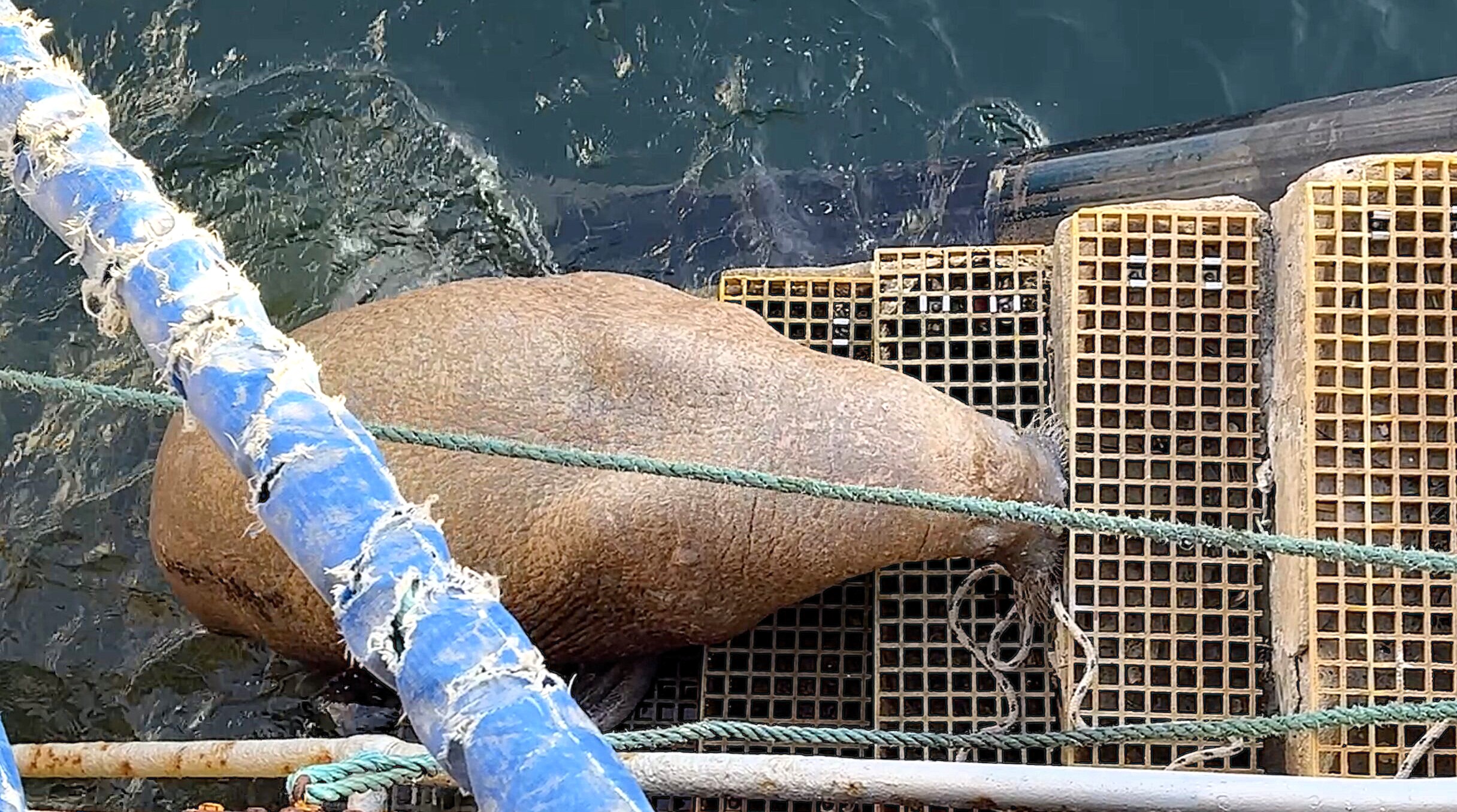 A wandering Arctic walrus nicknamed Magnus caused excitement after hauling itself onto harbour steps in Aberdeenshire, having already visited Orkney and Lossiemouth on his Scottish tour.