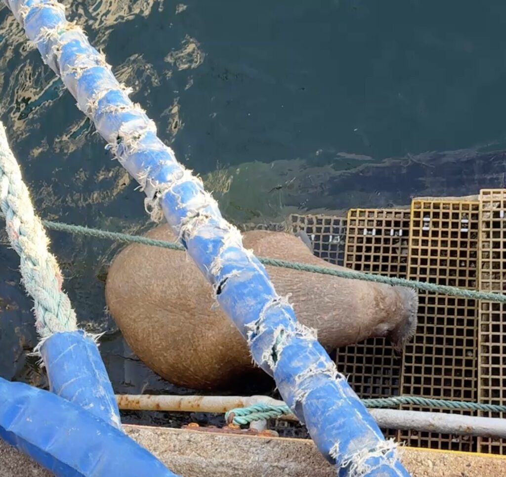 A wandering Arctic walrus nicknamed Magnus caused excitement after hauling itself onto harbour steps in Aberdeenshire, having already visited Orkney and Lossiemouth on his Scottish tour.