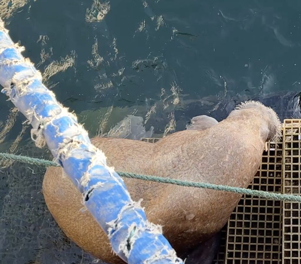 A wandering Arctic walrus nicknamed Magnus caused excitement after hauling itself onto harbour steps in Aberdeenshire, having already visited Orkney and Lossiemouth on his Scottish tour.