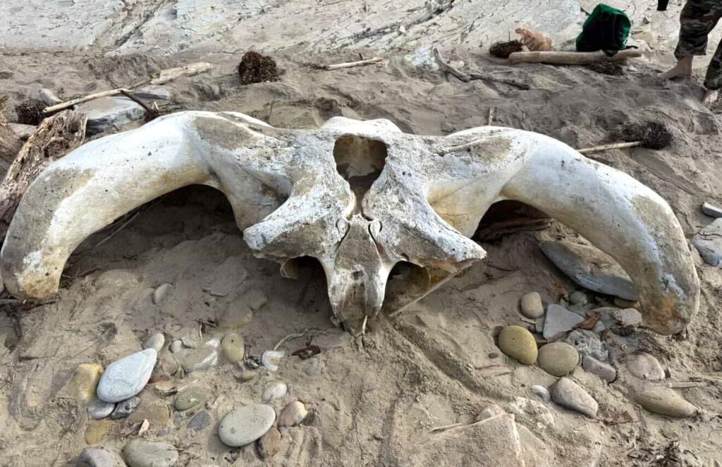 Two hikers stumbled upon what appears to be a massive whale skull on a California beach, sparking viral excitement after footage of the extraordinary find racked up 474,000 views.