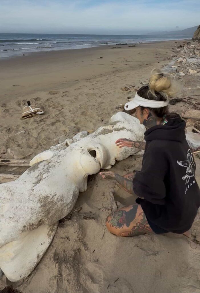 Two hikers stumbled upon what appears to be a massive whale skull on a California beach, sparking viral excitement after footage of the extraordinary find racked up 474,000 views.
