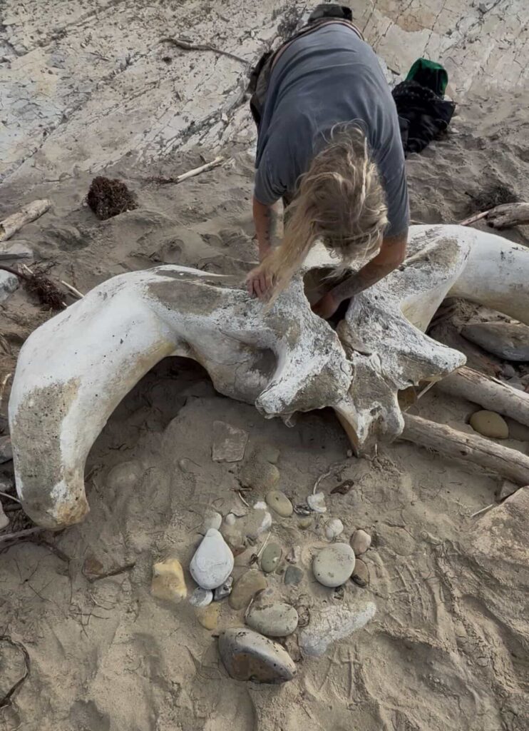 Two hikers stumbled upon what appears to be a massive whale skull on a California beach, sparking viral excitement after footage of the extraordinary find racked up 474,000 views.