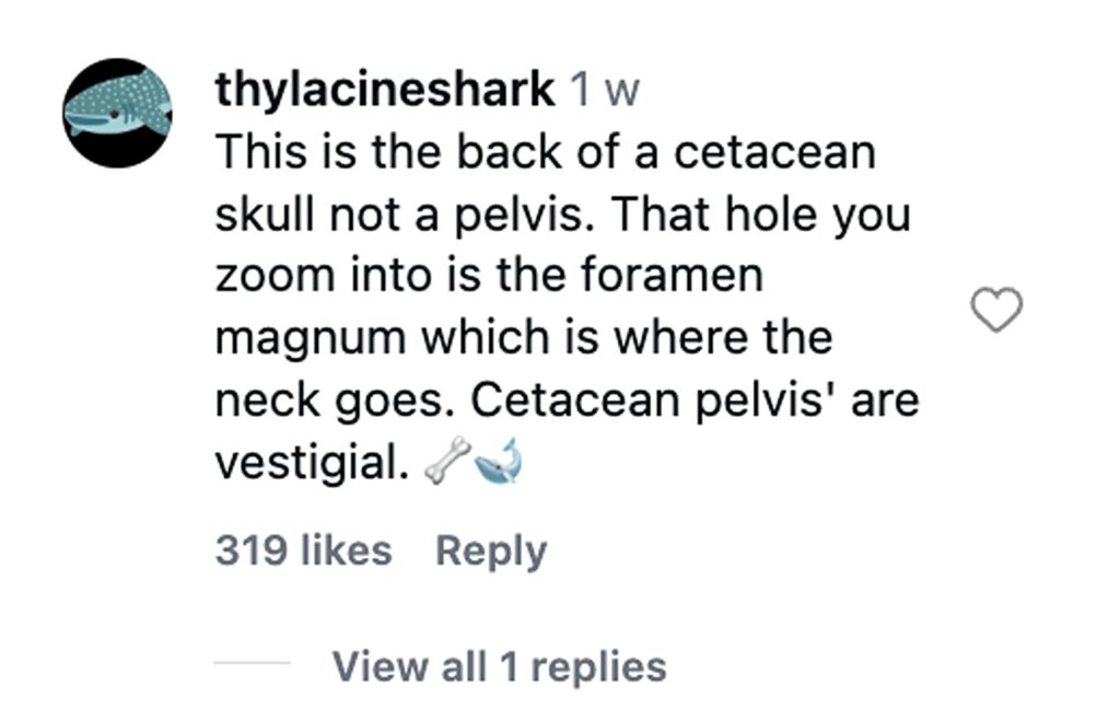 Two hikers stumbled upon what appears to be a massive whale skull on a California beach, sparking viral excitement after footage of the extraordinary find racked up 474,000 views.