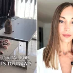 A pet prairie dog left its owner speechless after chewing a sofa to pieces while home alone, with the cheeky rodent caught sitting calmly beside the wreckage totally unbothered.