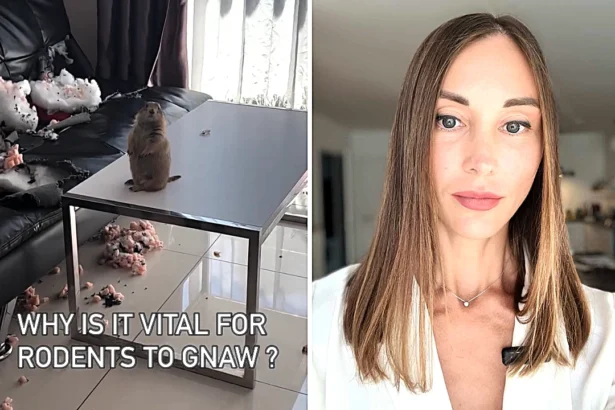 A pet prairie dog left its owner speechless after chewing a sofa to pieces while home alone, with the cheeky rodent caught sitting calmly beside the wreckage totally unbothered.