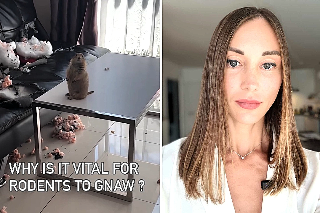 A pet prairie dog left its owner speechless after chewing a sofa to pieces while home alone, with the cheeky rodent caught sitting calmly beside the wreckage totally unbothered.
