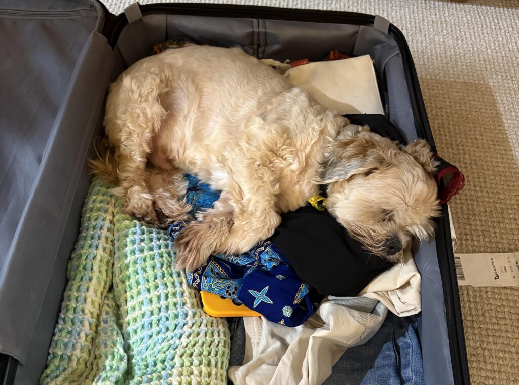 A 25-year-old Australian woman reveals how she ditched rent and bills entirely by becoming a full-time housesitter - and has saved over $10,000 a year doing it.