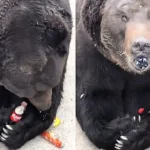 Zoo visitors are left absolutely stunned when a large black bear opens a Coke bottle with its fangs and nimbly glugs the entire fizzy drink down in one go.