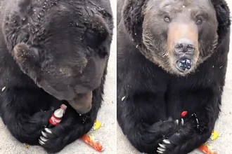 Zoo visitors are left absolutely stunned when a large black bear opens a Coke bottle with its fangs and nimbly glugs the entire fizzy drink down in one go.