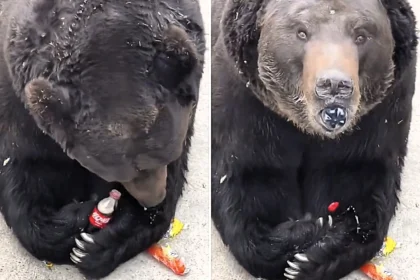 Zoo visitors are left absolutely stunned when a large black bear opens a Coke bottle with its fangs and nimbly glugs the entire fizzy drink down in one go.