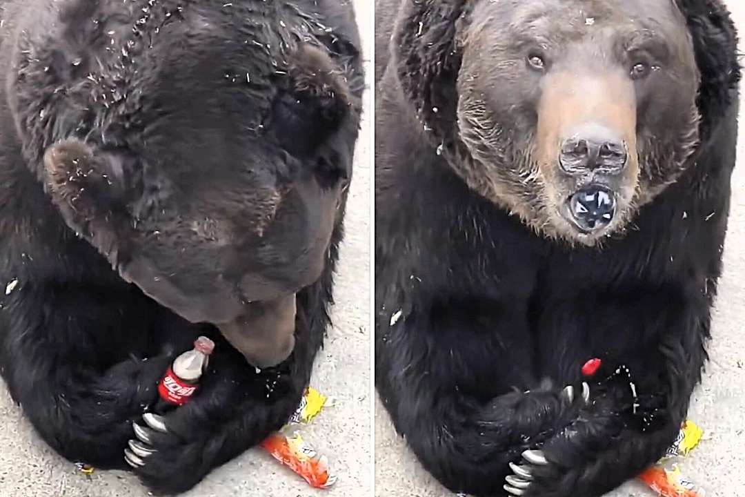 Zoo visitors are left absolutely stunned when a large black bear opens a Coke bottle with its fangs and nimbly glugs the entire fizzy drink down in one go.
