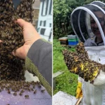 Brave Cornwall beekeeper Molly Earl scooped up an entire bee swarm with her bare hands in busy Newquay town centre to safely relocate them away from shoppers.
