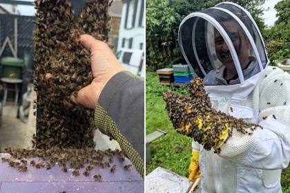 Brave Cornwall beekeeper Molly Earl scooped up an entire bee swarm with her bare hands in busy Newquay town centre to safely relocate them away from shoppers.