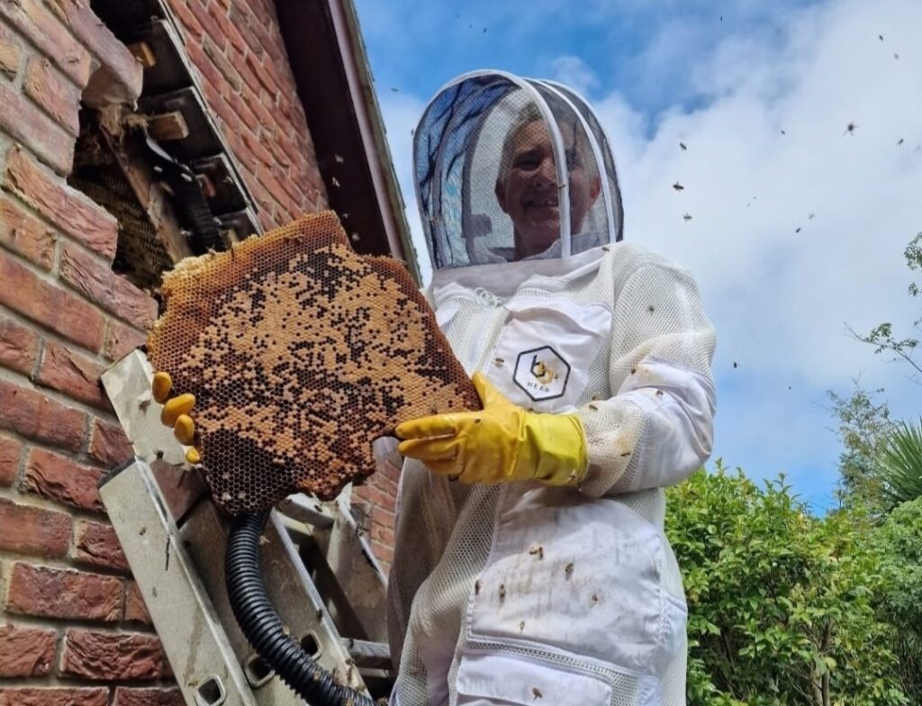 Brave Cornwall beekeeper Molly Earl scooped up an entire bee swarm with her bare hands in busy Newquay town centre to safely relocate them away from shoppers.