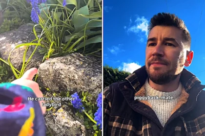 Brit dad left stumped after his curious toddler spotted two ladybirds mating in the garden - cleverly claiming the love bugs were just giving a 'piggyback'.