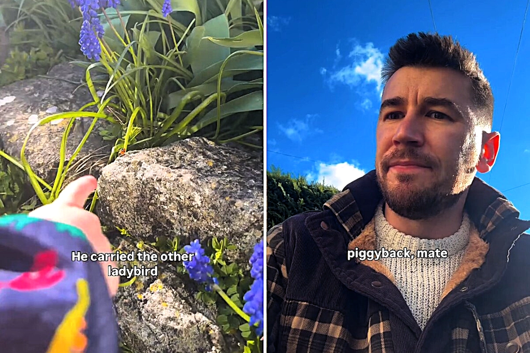 Brit dad left stumped after his curious toddler spotted two ladybirds mating in the garden - cleverly claiming the love bugs were just giving a 'piggyback'.
