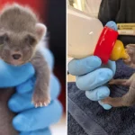 One of Britain's rarest mammals, a tiny blind pine marten kit weighing just 3.5oz, was rescued from a bin in Wales by someone who mistook him for a fox cub.