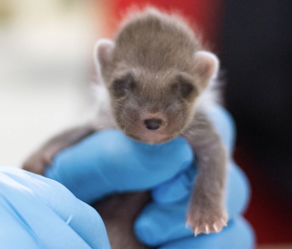 One of Britain's rarest mammals, a tiny blind pine marten kit weighing just 3.5oz, was rescued from a bin in Wales by someone who mistook him for a fox cub.