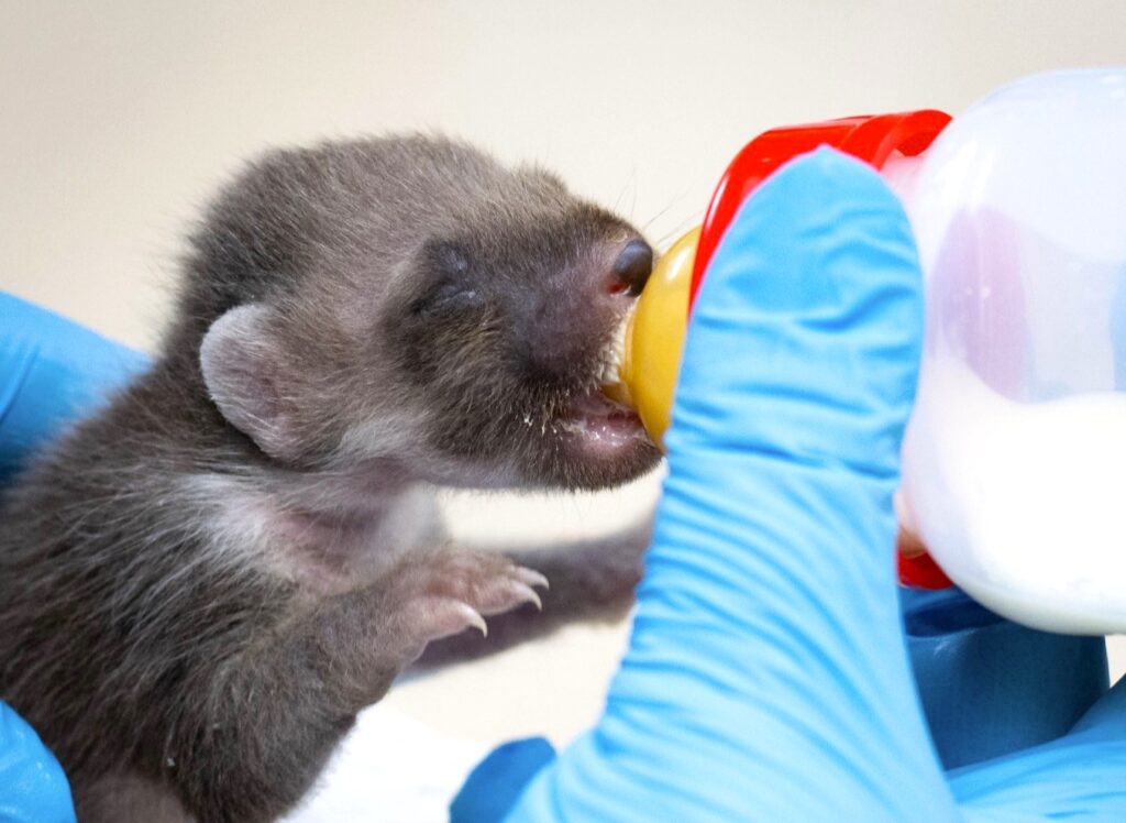 One of Britain's rarest mammals, a tiny blind pine marten kit weighing just 3.5oz, was rescued from a bin in Wales by someone who mistook him for a fox cub.