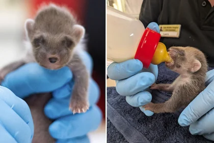 One of Britain's rarest mammals, a tiny blind pine marten kit weighing just 3.5oz, was rescued from a bin in Wales by someone who mistook him for a fox cub.