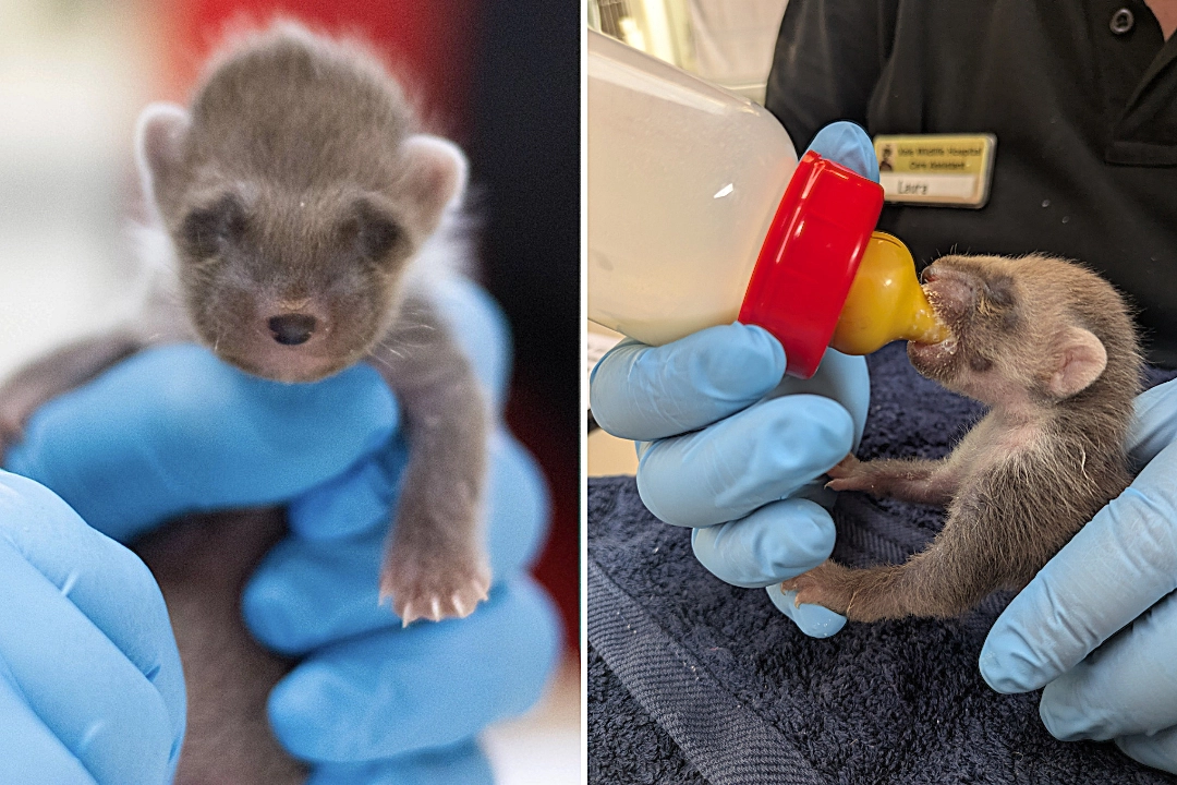 One of Britain's rarest mammals, a tiny blind pine marten kit weighing just 3.5oz, was rescued from a bin in Wales by someone who mistook him for a fox cub.