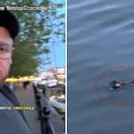 A British wildlife filmmaker nearly fell for Bristol's legendary river crocodile myth after spotting what turned out to be a shoe poking from the River Avon's surface.