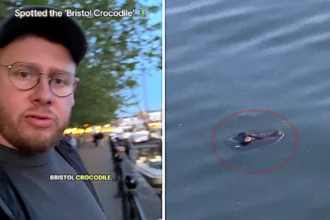 A British wildlife filmmaker nearly fell for Bristol's legendary river crocodile myth after spotting what turned out to be a shoe poking from the River Avon's surface.