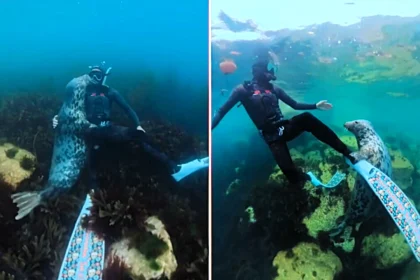 A diver received an unexpected underwater hug from a wild seal off Lundy Island in Devon, with the heartwarming footage racking up nearly four million views and melting hearts online.