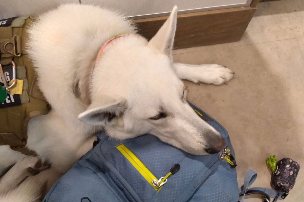 Service dog Sadie steals show as she graduates alongside owner Makaela Muse at Texas Tech, receiving her own 'dogploma' from university president in viral 12.5m view moment.