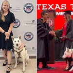 Service dog Sadie steals show as she graduates alongside owner Makaela Muse at Texas Tech, receiving her own 'dogploma' from university president in viral 12.5m view moment.