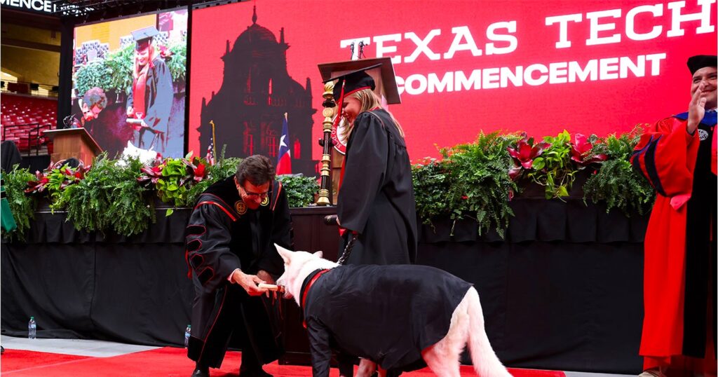 Service dog Sadie steals show as she graduates alongside owner Makaela Muse at Texas Tech, receiving her own 'dogploma' from university president in viral 12.5m view moment.