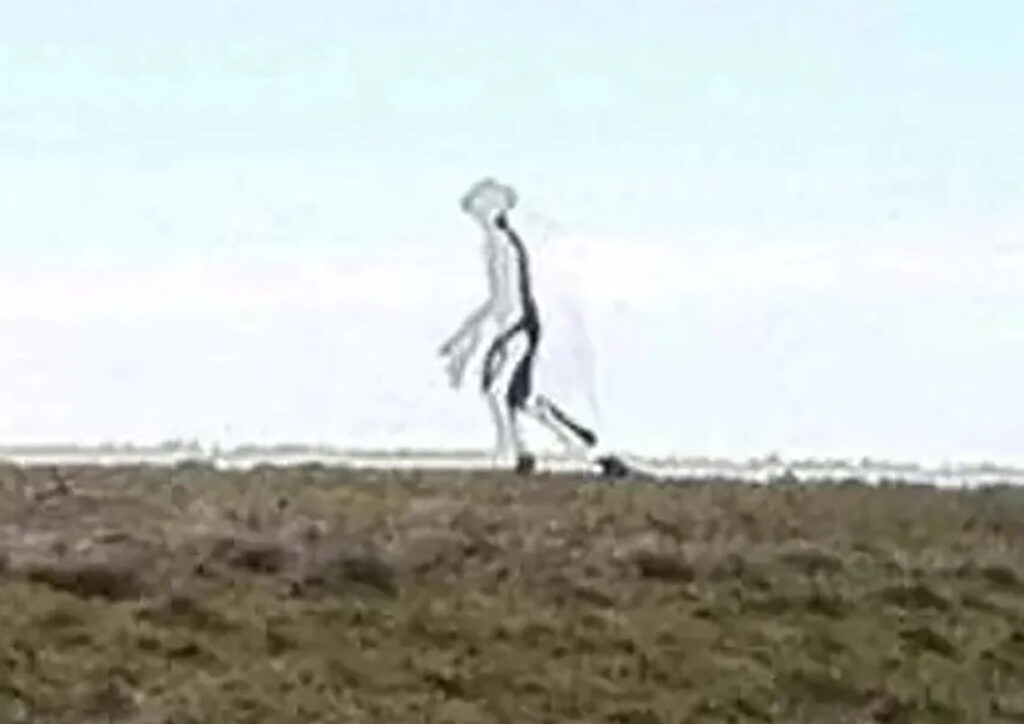 Jaw dropping photo of a see through alien with a mantis style head is officially declared authentic by FBI experts - and sparks UFO conspiracy meltdown online.