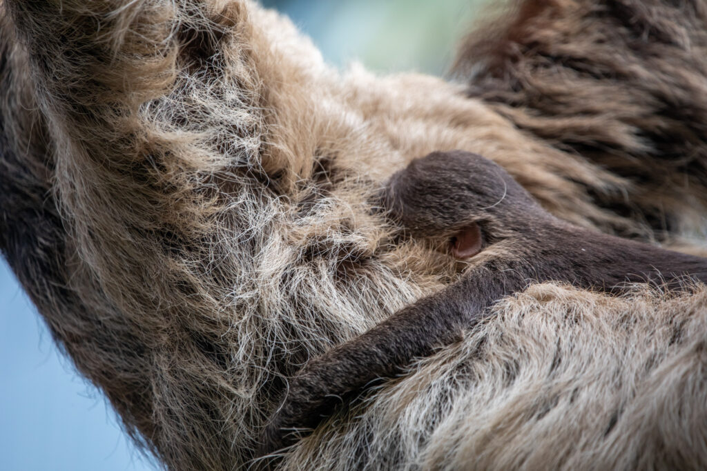 Edinburgh Zoo has named Scotland's first ever baby sloth Atty in honour of Sir David Attenborough following his 100th birthday, as the tiny two-toed sloth clings to his proud mum.