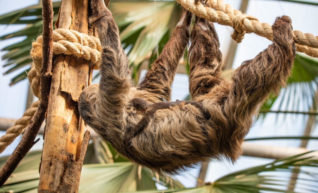 Edinburgh Zoo has named Scotland's first ever baby sloth Atty in honour of Sir David Attenborough following his 100th birthday, as the tiny two-toed sloth clings to his proud mum.
