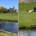 A Dutch mounted police officer waded through icy water to rescue a sheep stranded on its back in a field, with the heartwarming video racking up more than 845,000 views online.