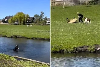 A Dutch mounted police officer waded through icy water to rescue a sheep stranded on its back in a field, with the heartwarming video racking up more than 845,000 views online.