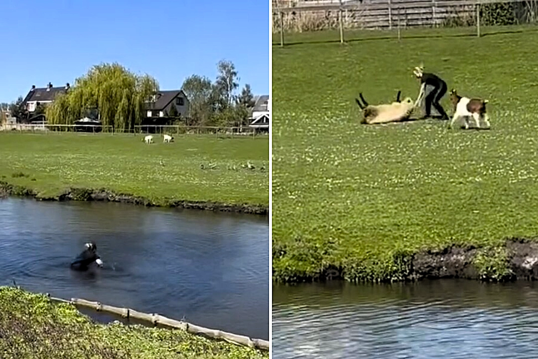 A Dutch mounted police officer waded through icy water to rescue a sheep stranded on its back in a field, with the heartwarming video racking up more than 845,000 views online.